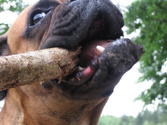 j'adore me faire les dents!!!